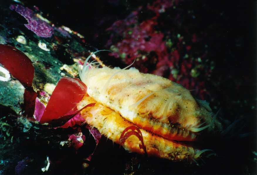 image of a Pink Pacific Scallop