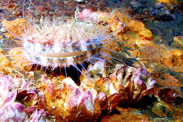 image of a Pacific Pink Scallop