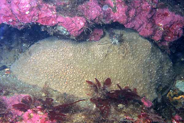 image of a Gumboot Chiton