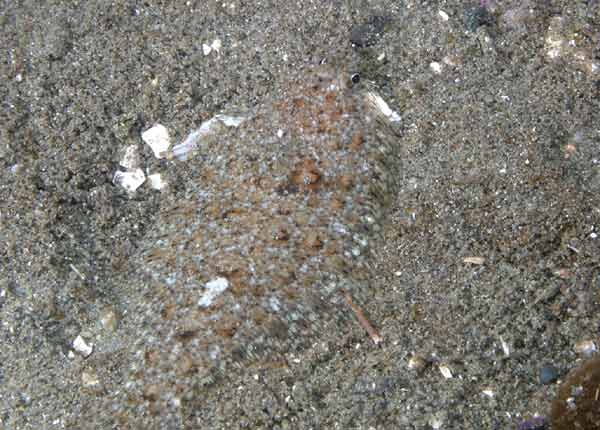 image of a Speckled Sanddab
