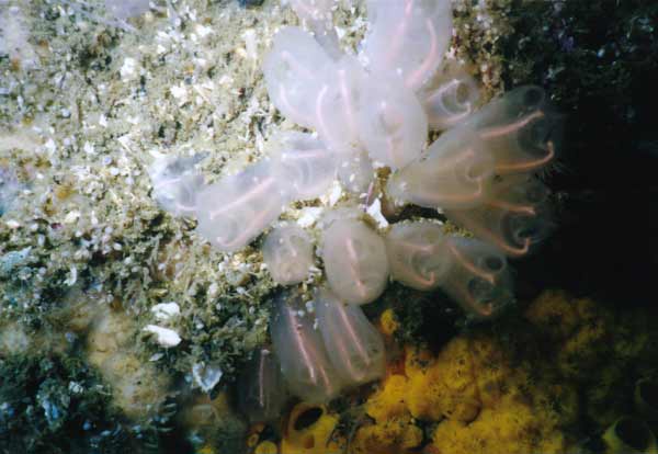 image of a Light Bulb Tunicate