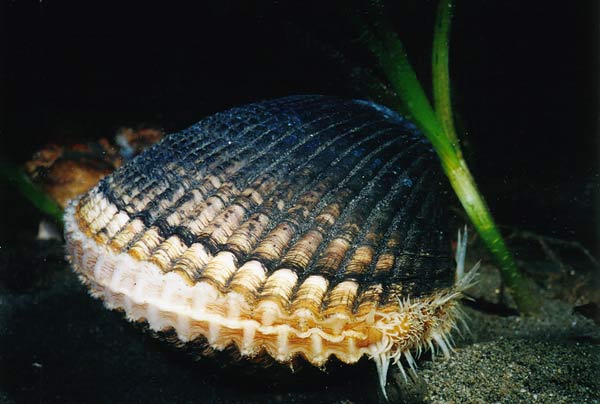 image of a Heart Cockle