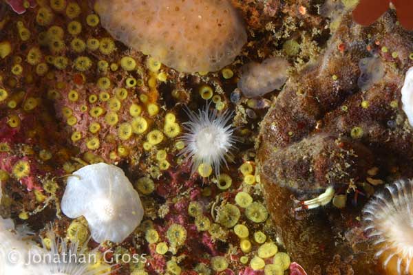 image of a Yellow Boring Sponge