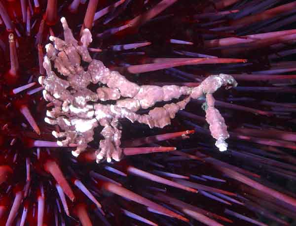 image of a Tidepool Coralline Algae