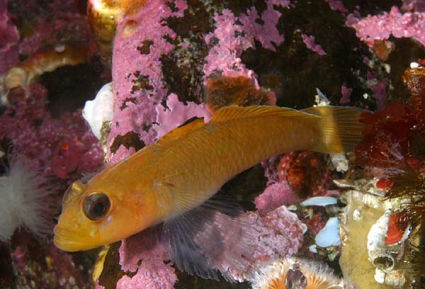 image of a Blackeye Goby