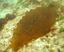 image of a 5 Ribbed Kelp