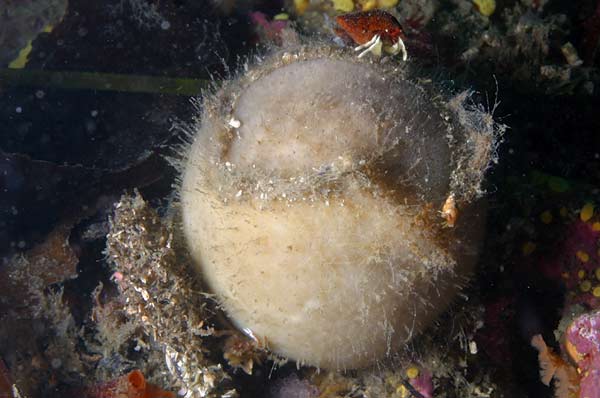 image of a Gray Puffball Sponge
