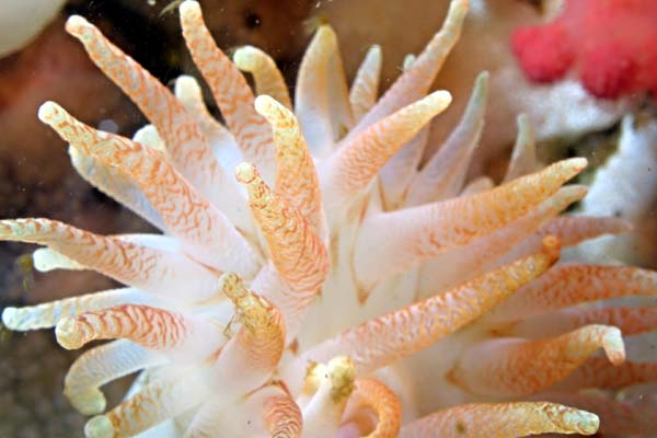 image of a Crimson Anemone