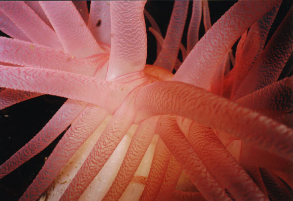 image of a Crimson Anemone