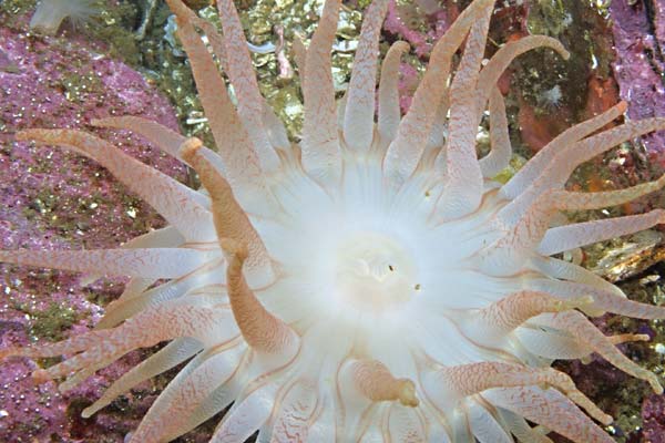 image of a Crimson Anemone