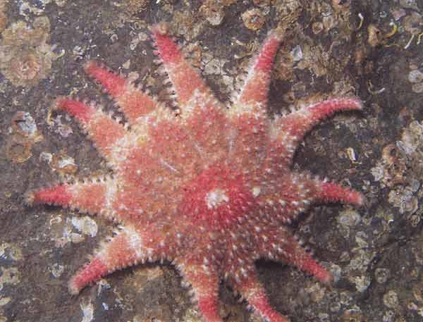 image of a Rose Star