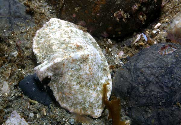 image of a Umbrella Crab