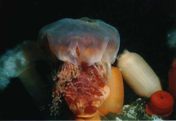 image of a Lion's Mane Jellyfish