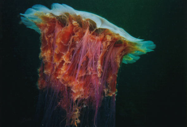 image of a Lion's Mane Jellyfish