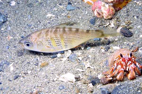 image of a Shiner Perch