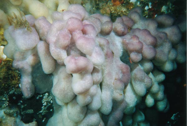 image of a Lobed Ascidian