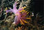 image of a Dendronotus diversicolor
