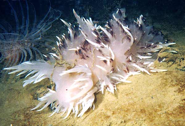 image of a Giant Nudibranch