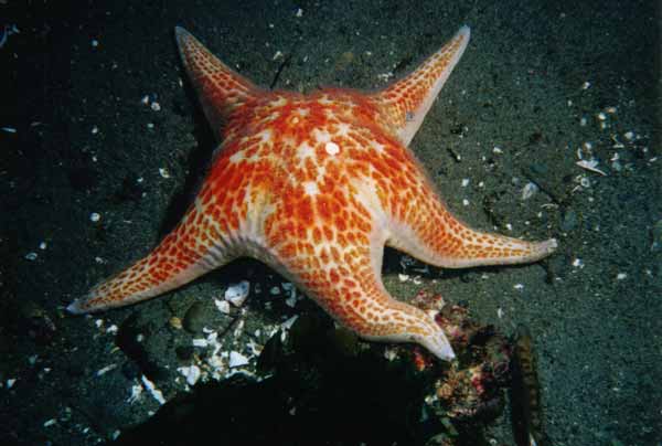 image of a Leather Star