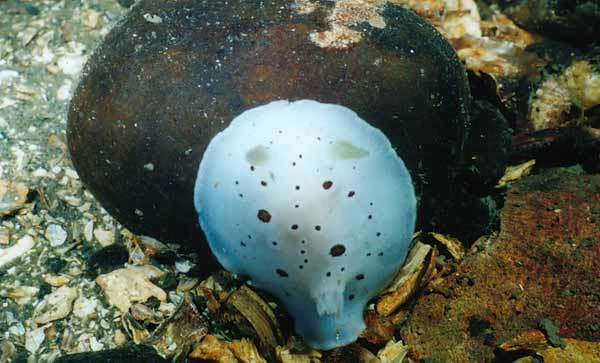 image of a San Diego Dorid