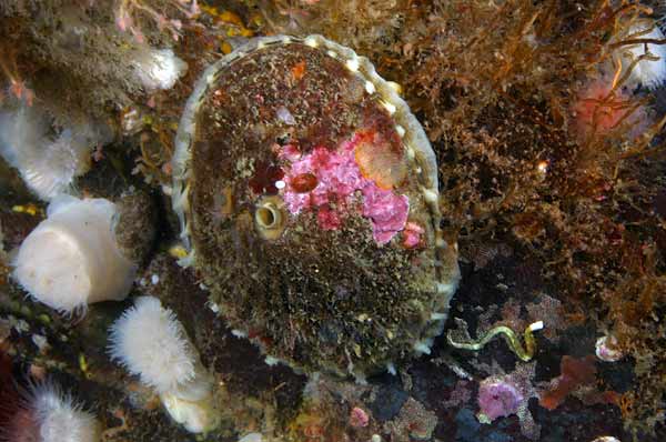 image of a Rough Keyhole Limpet