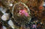 image of a Rough Keyhole Limpet