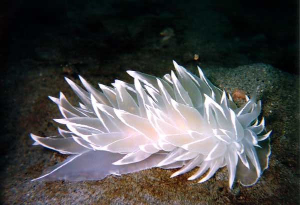 image of a Alabaster Nudibranch (white-lined dirona)