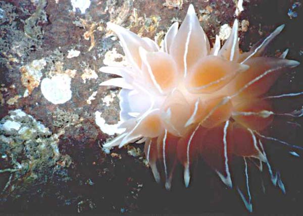 image of a Alabaster Nudibranch