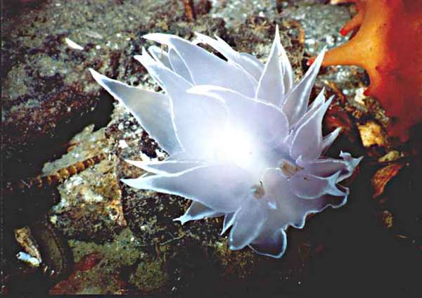 image of a Alabaster Nudibranch