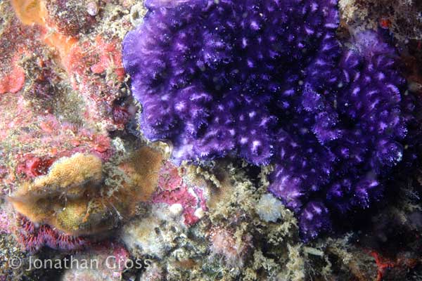 image of a Purple Encrusting Bryozoan