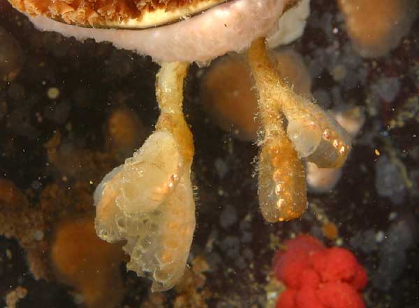 image of a Paddle Ascidian