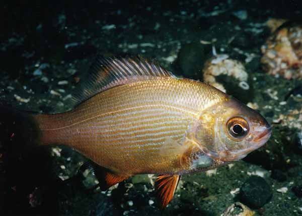 image of a Striped Seaperch