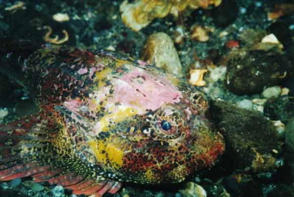 image of a Buffalo Sculpin