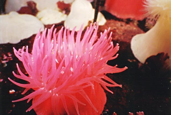 image of a Brooding (Proliferating) Anemone