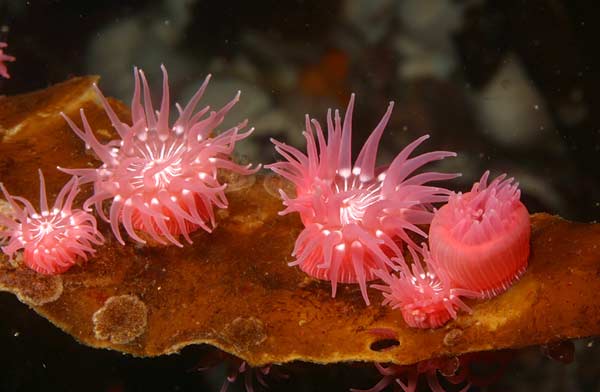 image of a Brooding Anemone