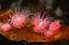 image of a Brooding (Proliferating) Anemone