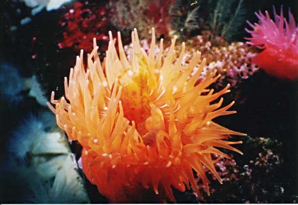 image of a Brooding (Proliferating) Anemone