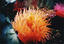 image of a Brooding (Proliferating) Anemone
