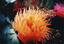 image of a Brooding Anemone