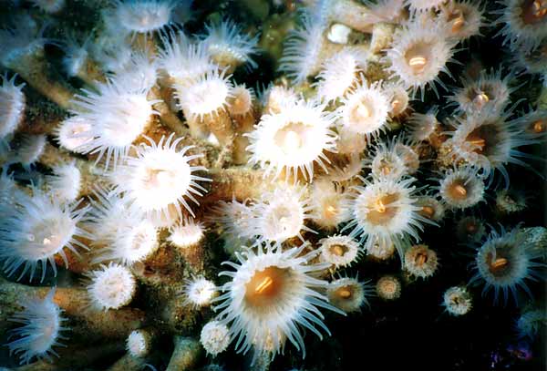 image of a Zoanthids