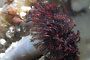 image of a Northern Feather Duster Worm