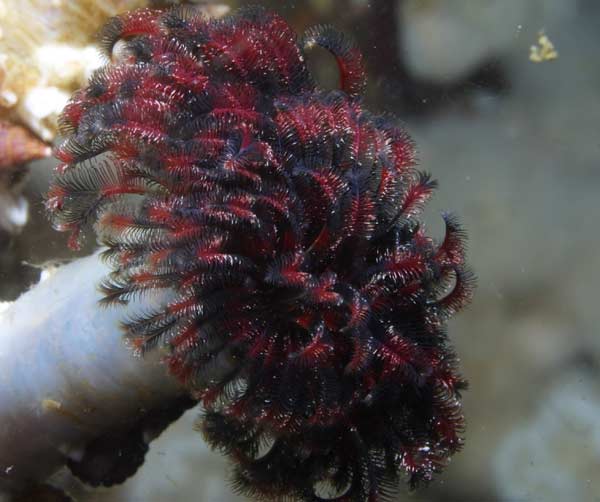 image of a Northern Feather Duster Worm