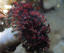 image of a Northern Feather Duster Worm