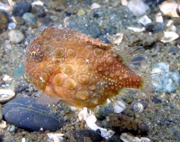 image of a Pacific Spiny Lumpsucker