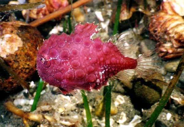 image of a Pacific Spiny Lumpsucker