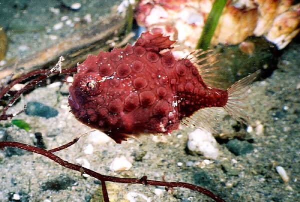 image of a Pacific Spiny Lumpsucker