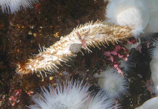 image of a White Sea Cucumber