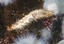 image of a White Sea Cucumber