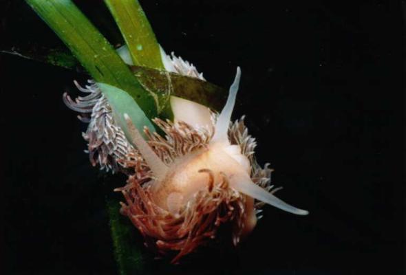 image of a Red Gilled Aeolid