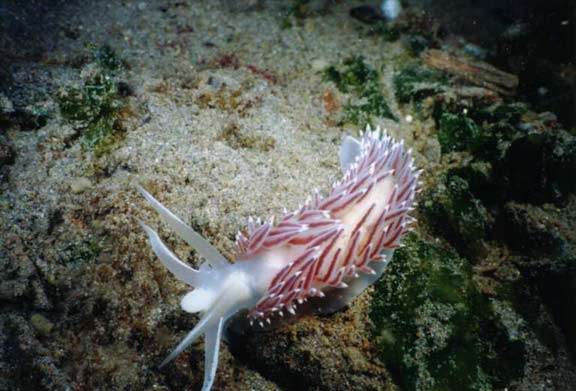 image of a Red Gilled Aeolid